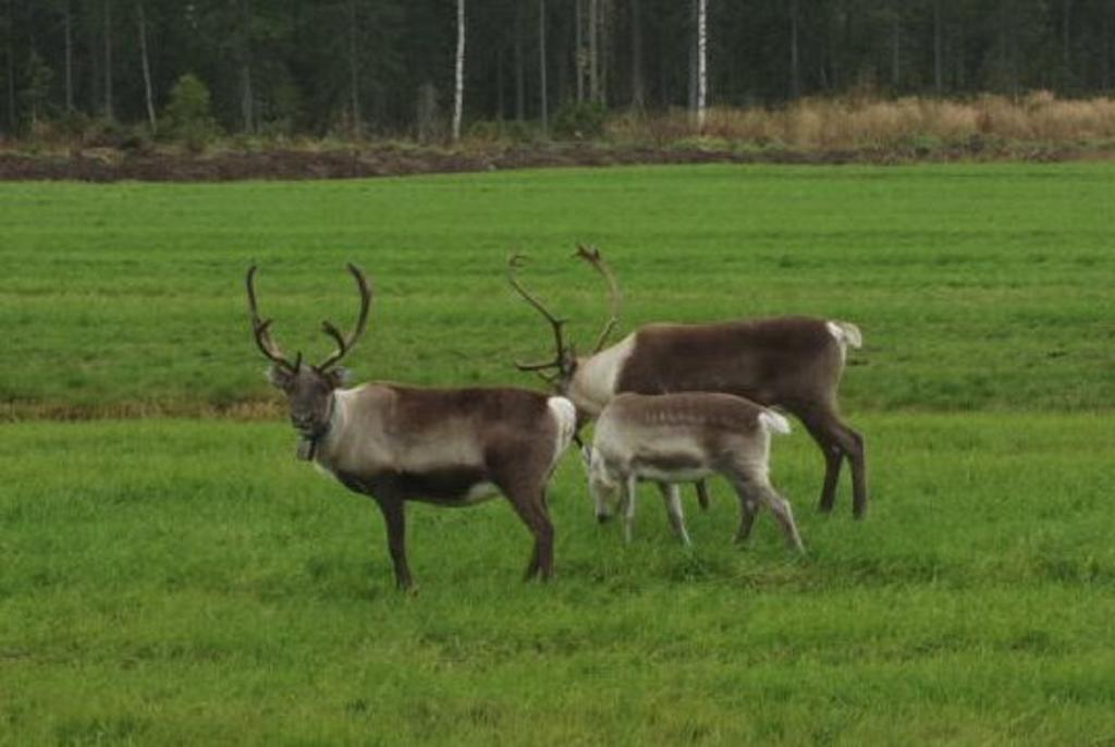 Miekojaervi Resort Pello Eksteriør billede